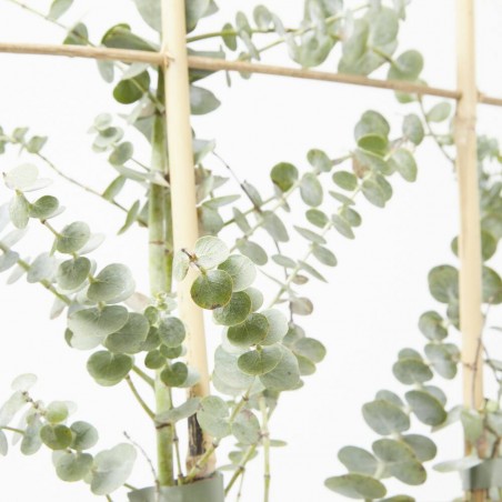 EUCALYPTUS ESPLADERA MACETA 5LITROS