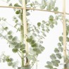EUCALYPTUS ESPLADERA MACETA 5LITROS