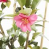 CAMELIA SANSAQUA ESPALDERA MACETA 5LITROS
