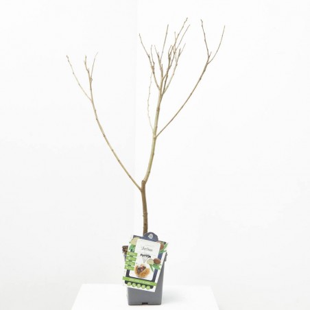 CASTAÑO MACETA 23CM