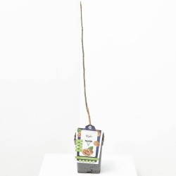 NOGAL MACETA 23CM