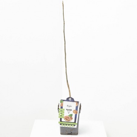 NOGAL MACETA 23CM