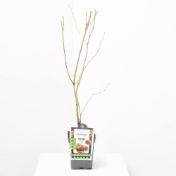 AVELLANO MACETA 23CM