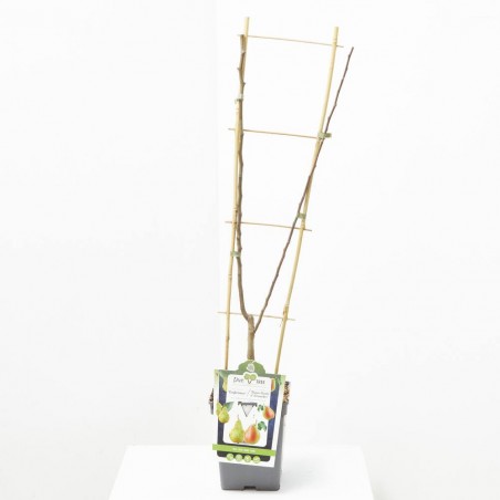 PERAL DUO MACETA 23CM
