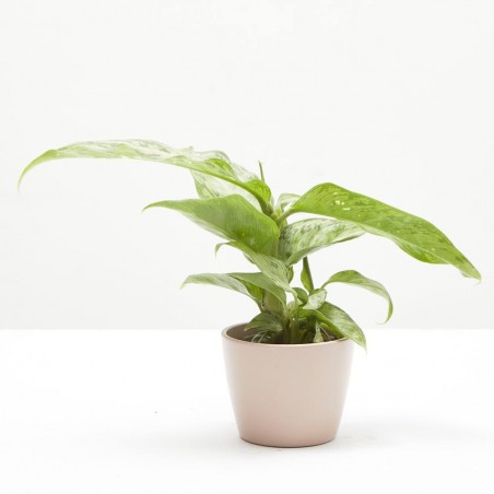 DIEFFENBACHIA SNOW MACETA 6CM