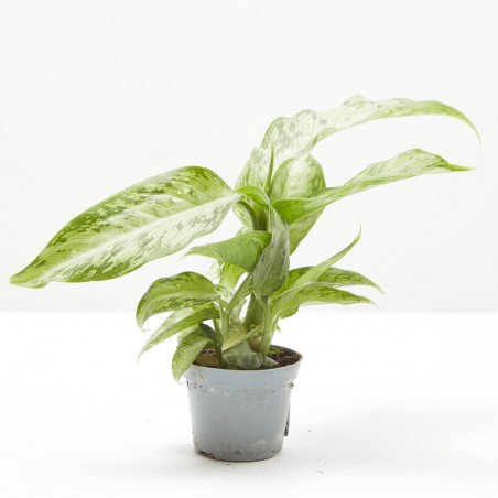 DIEFFENBACHIA SNOW MACETA 6CM