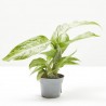 DIEFFENBACHIA SNOW MACETA 6CM