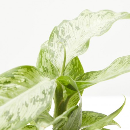 DIEFFENBACHIA SNOW MACETA 6CM
