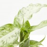 DIEFFENBACHIA SNOW MACETA 6CM