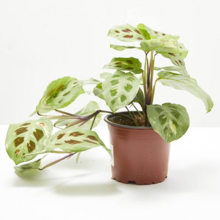 MARANTA LEUCONERA FASCINATOR VARIEGATA MACETA 12CM