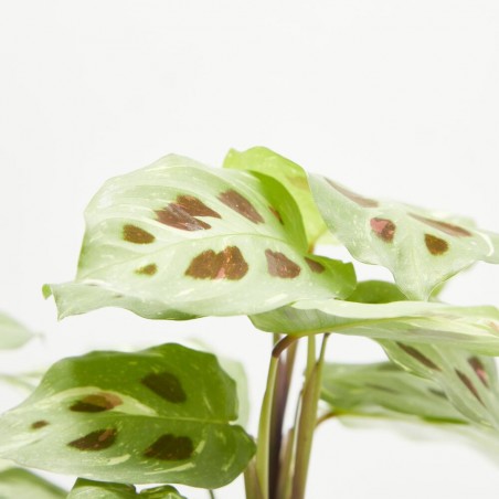 MARANTA LEUCONERA FASCINATOR VARIEGATA MACETA 12CM