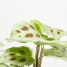 MARANTA LEUCONERA FASCINATOR VARIEGATA MACETA 12CM