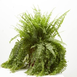 NEPHROLEPIS BOSTON (HELECHO) MACETA 25CM COLG