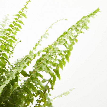 NEPHROLEPIS BOSTON (HELECHO) MACETA 25CM COLG