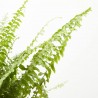 NEPHROLEPIS BOSTON (HELECHO) MACETA 25CM COLG