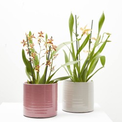 ORQUÍDEA CAMBRIA MACETA 12CM 3 TALLOS
