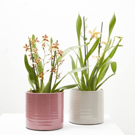 ORQUÍDEA CAMBRIA MACETA 12CM 3 TALLOS