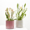 ORQUÍDEA CAMBRIA MACETA 12CM 3 TALLOS