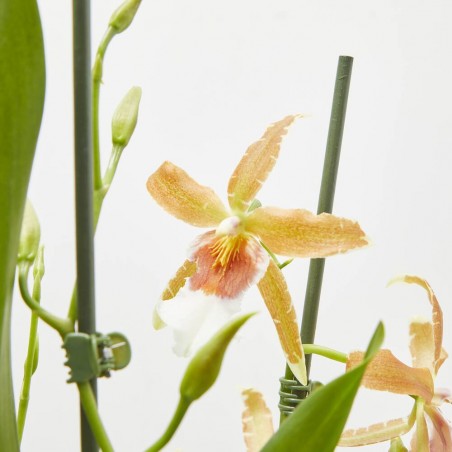 ORQUÍDEA CAMBRIA MACETA 12CM 3 TALLOS