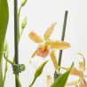 ORQUÍDEA CAMBRIA MACETA 12CM 3 TALLOS