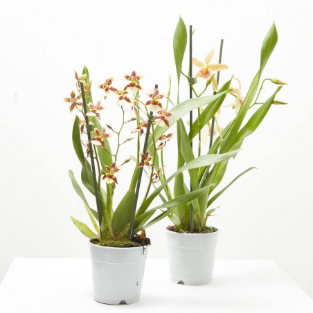 ORQUÍDEA CAMBRIA MACETA 12CM 3 TALLOS