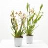 ORQUÍDEA CAMBRIA MACETA 12CM 3 TALLOS