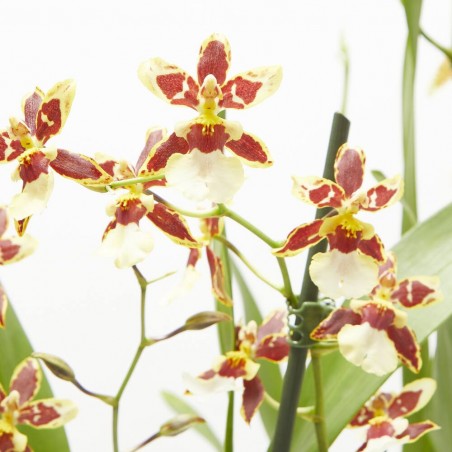 ORQUÍDEA CAMBRIA MACETA 12CM 3 TALLOS
