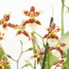 ORQUÍDEA CAMBRIA MACETA 12CM 3 TALLOS