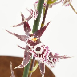 ORQUÍDEA TITANIUM MACETA 12CM 2TALLOS