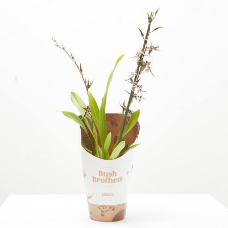 ORQUÍDEA TITANIUM MACETA 12CM 2TALLOS