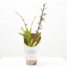 ORQUÍDEA TITANIUM MACETA 12CM 2TALLOS
