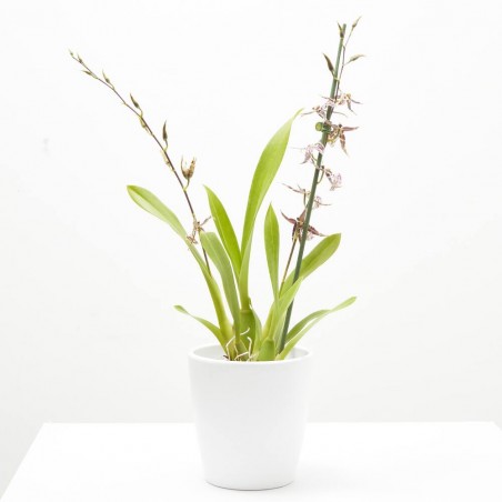 ORQUÍDEA TITANIUM MACETA 12CM 2TALLOS