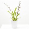 ORQUÍDEA TITANIUM MACETA 12CM 2TALLOS