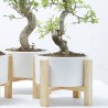 BONSÁI SOBRE BASE CUBE Y BASE MADERA 19CM