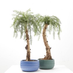 BONSÁI ARAUCARIA CON MACETERO 18CM