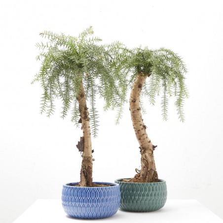 BONSÁI ARAUCARIA CON MACETERO 18CM