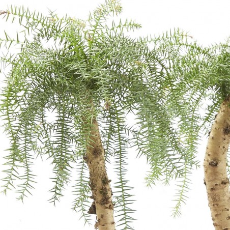 BONSÁI ARAUCARIA CON MACETERO 18CM