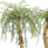 BONSÁI ARAUCARIA CON MACETERO 18CM