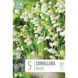 MUGUET CONVALARIA MAJALIS X5