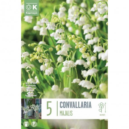 MUGUET CONVALARIA MAJALIS X5