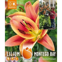 LILIUM ARBÓREO MONTEGO BAY X3