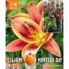 LILIUM ARBÓREO MONTEGO BAY X3