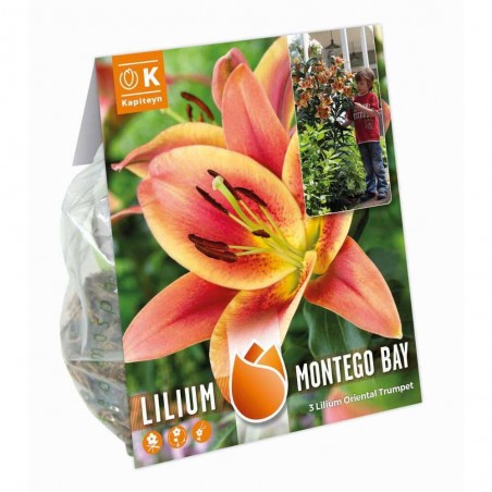 LILIUM ARBÓREO MONTEGO BAY X3