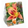LILIUM ARBÓREO MONTEGO BAY X3