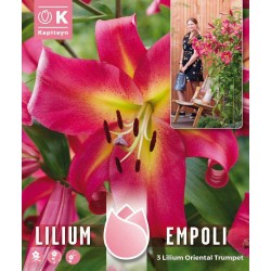 LILIUM ARBOREO EMPOLI X3