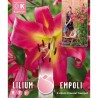 LILIUM ARBOREO EMPOLI X3