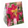 LILIUM ARBOREO EMPOLI X3