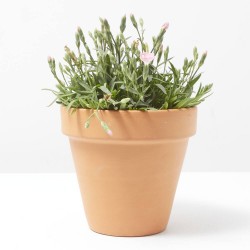 CLAVEL MACETA 11CM EXTRA