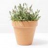 CLAVEL MACETA 11CM EXTRA
