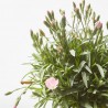 CLAVEL MACETA 11CM EXTRA